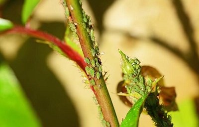Dorset garden with aphids