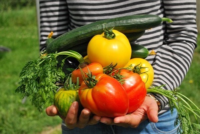 Vegetables from a Dorset garden