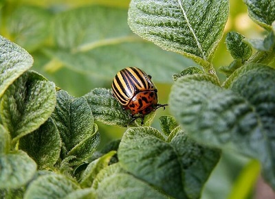 Pests in a Dorset garden Dorset garden pests
