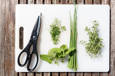Herbs from a garden in Dorset