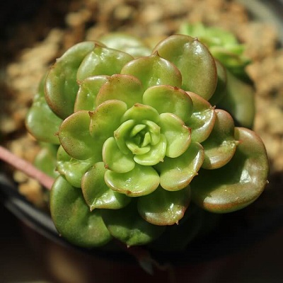 Plants from a Bournemouth garden
