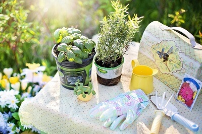 Planting a Dorset herb garden