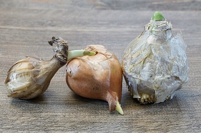 Bulbs from a Bournemouth garden